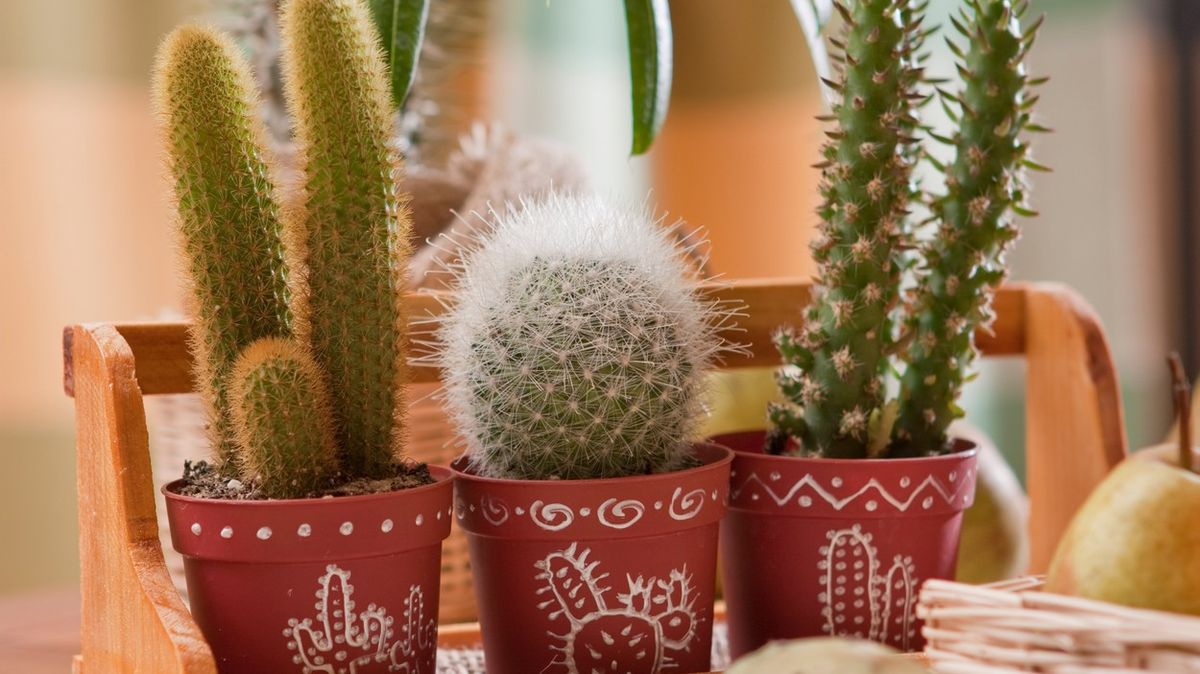 Češi v Brazílii čelí obvinění z pašování kaktusů