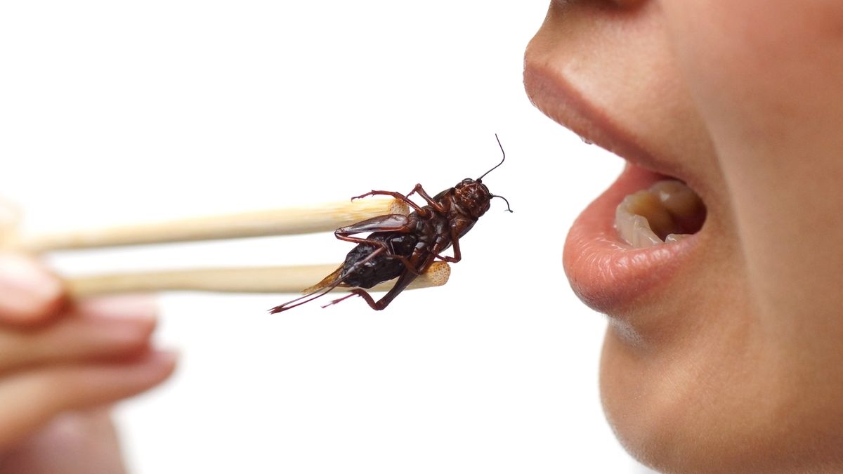 Řetězce experimentují s hmyzem, je už v desítkách potravin