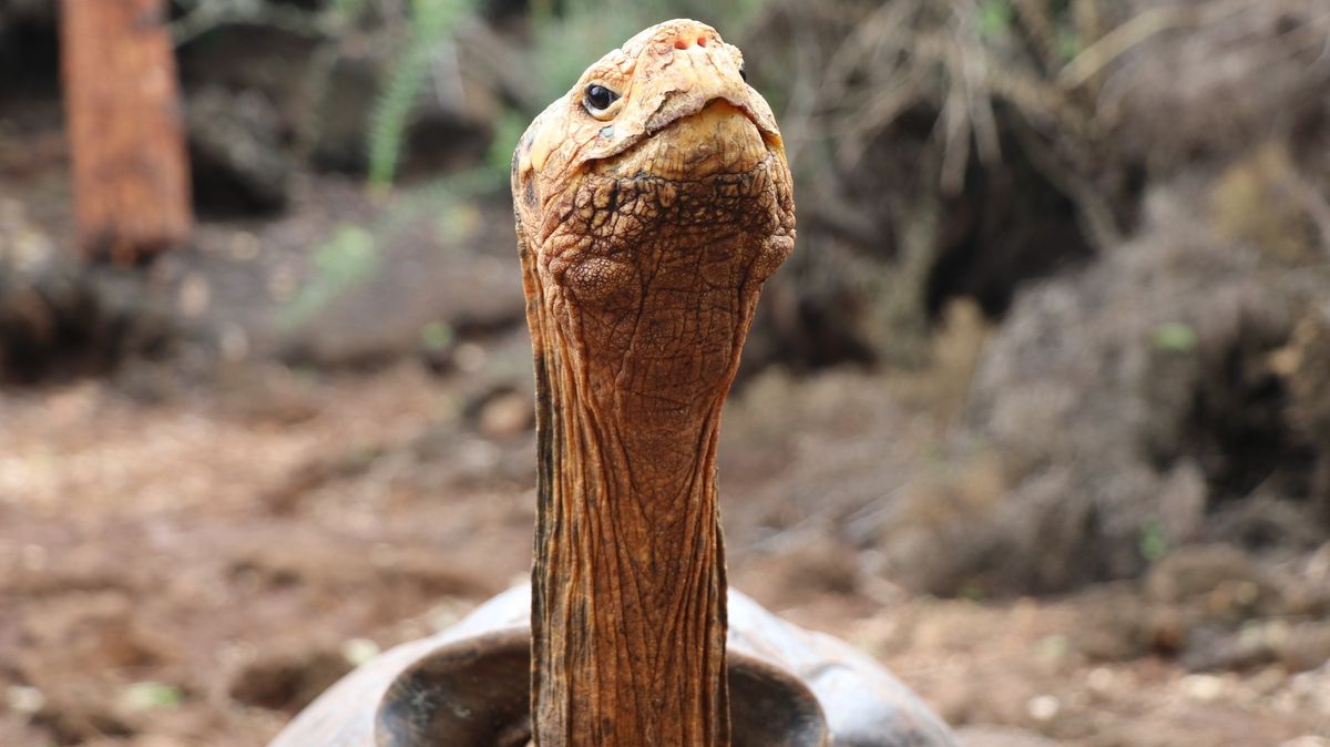 Sexuální hrdina mezi želvami. Diego zachránil vlastní druh