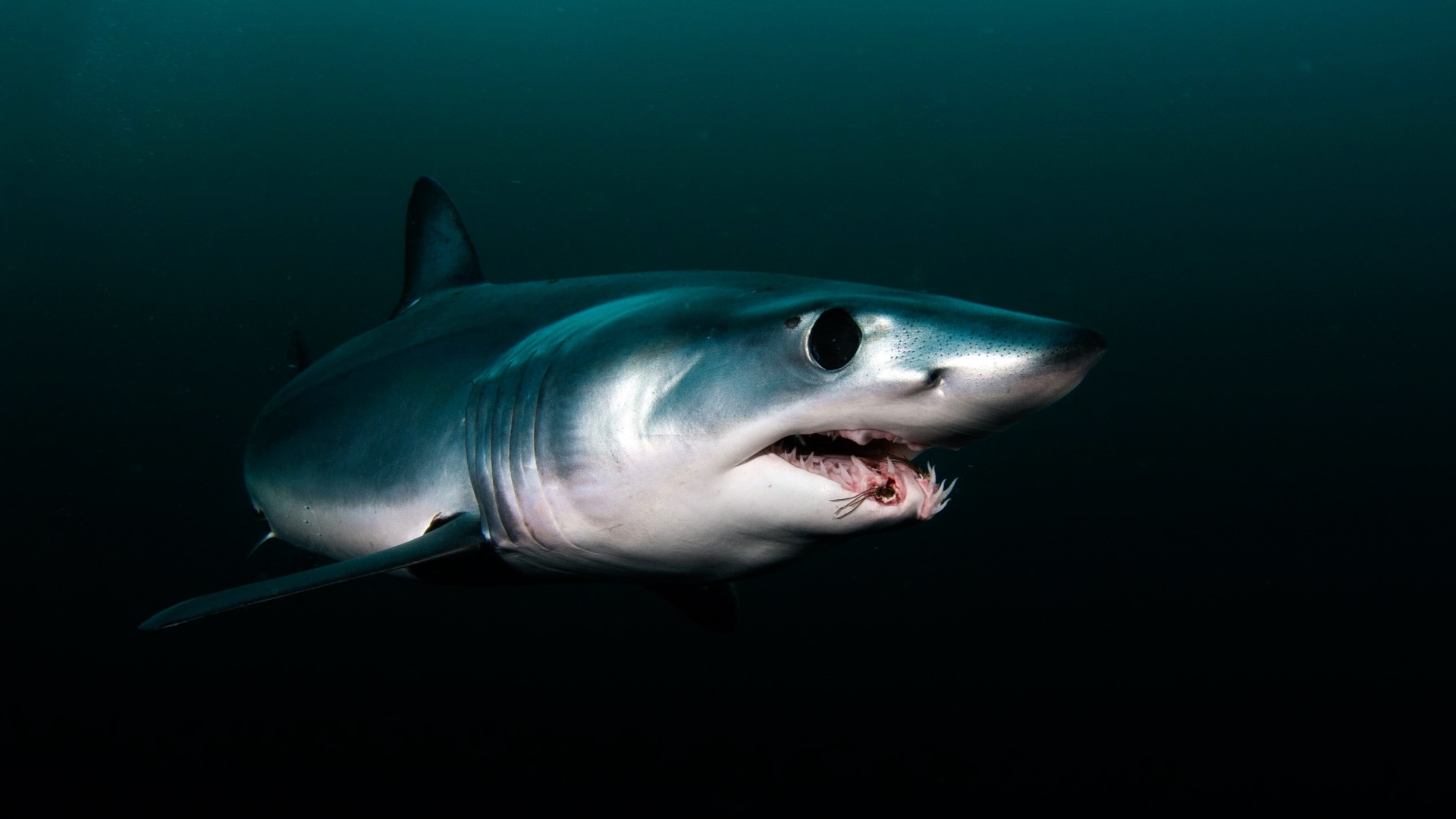 Žralok v chorvatsku