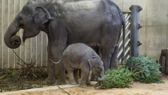 V pražské zoo se narodilo zdravé slůně