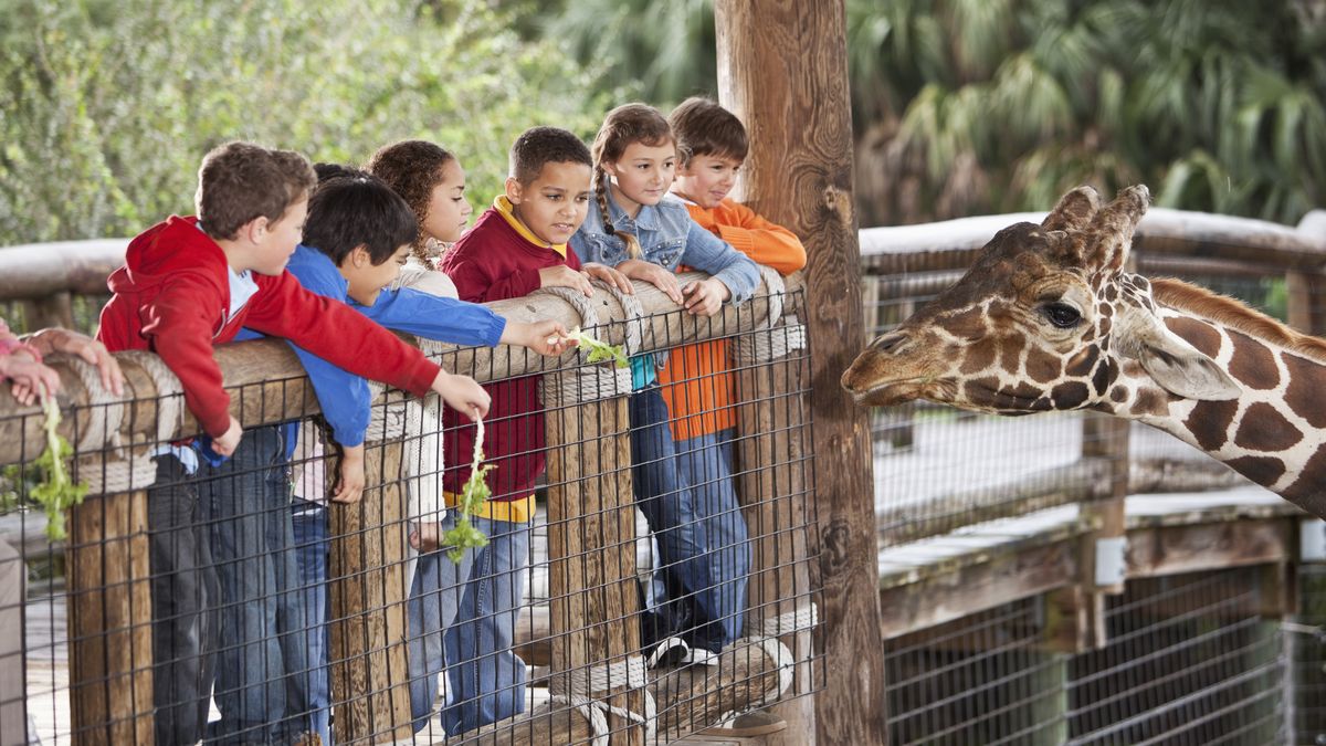 Na neprodaných stromcích si v Zoo Brno pochutnávají žirafy i losi