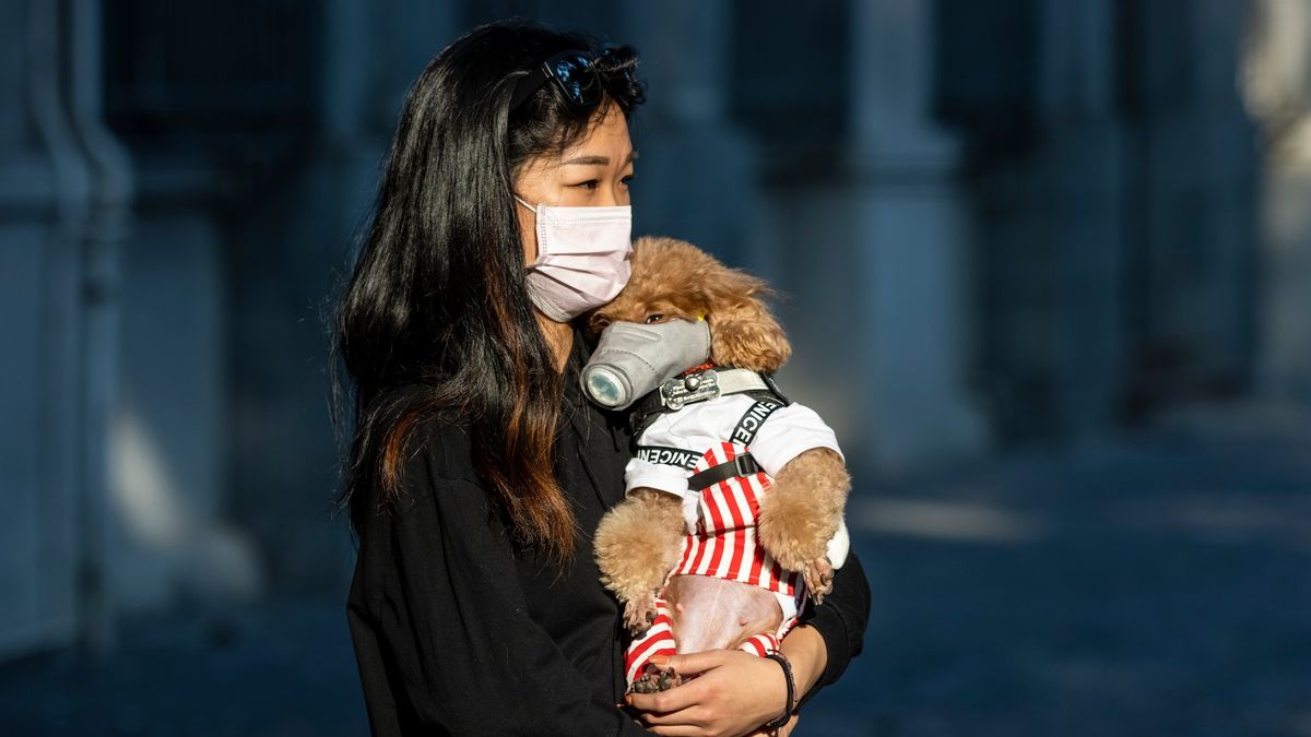 Hongkongský pes byl pozitivní na koronavirus. Páníčci v prevenci nezahálí