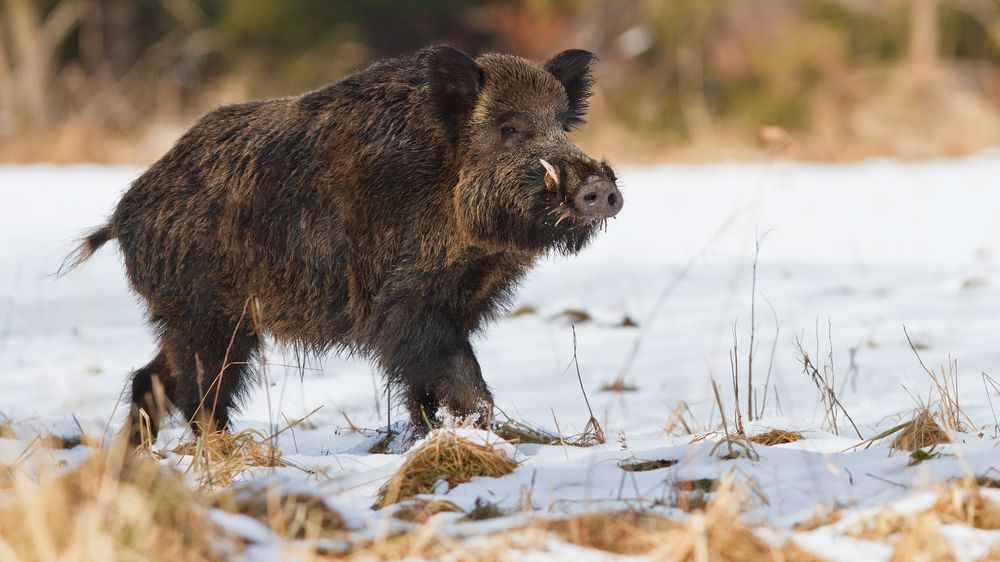 Policejní snipeři na odstřel prasat? Má to důvod, hasí aféru šéf veterinářů