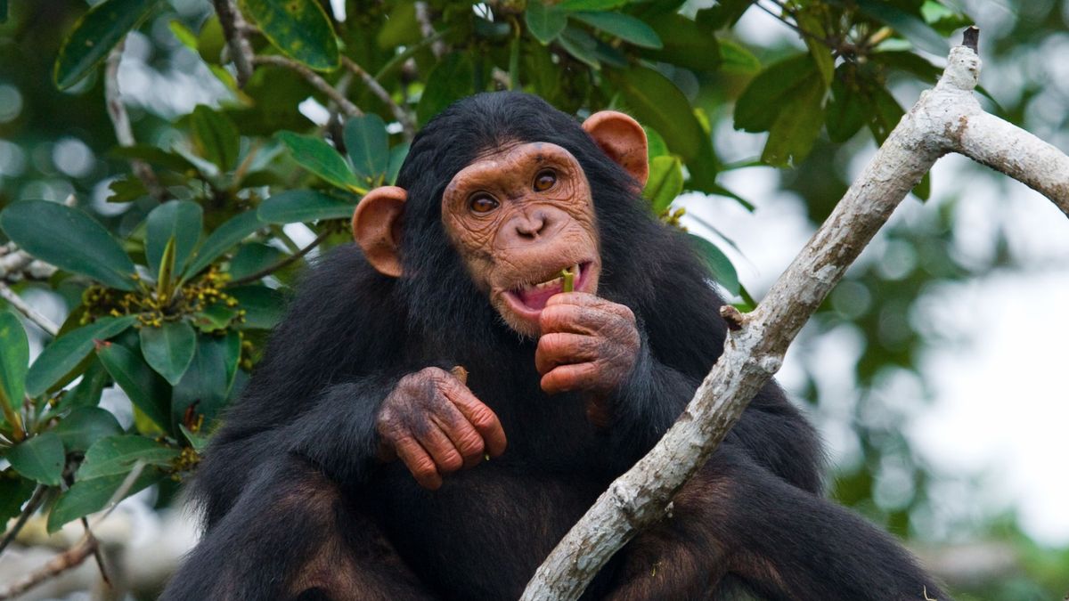 Čůrající opičák jako odpověď na mluvčího Ovčáčka. A další symboly roku 2019