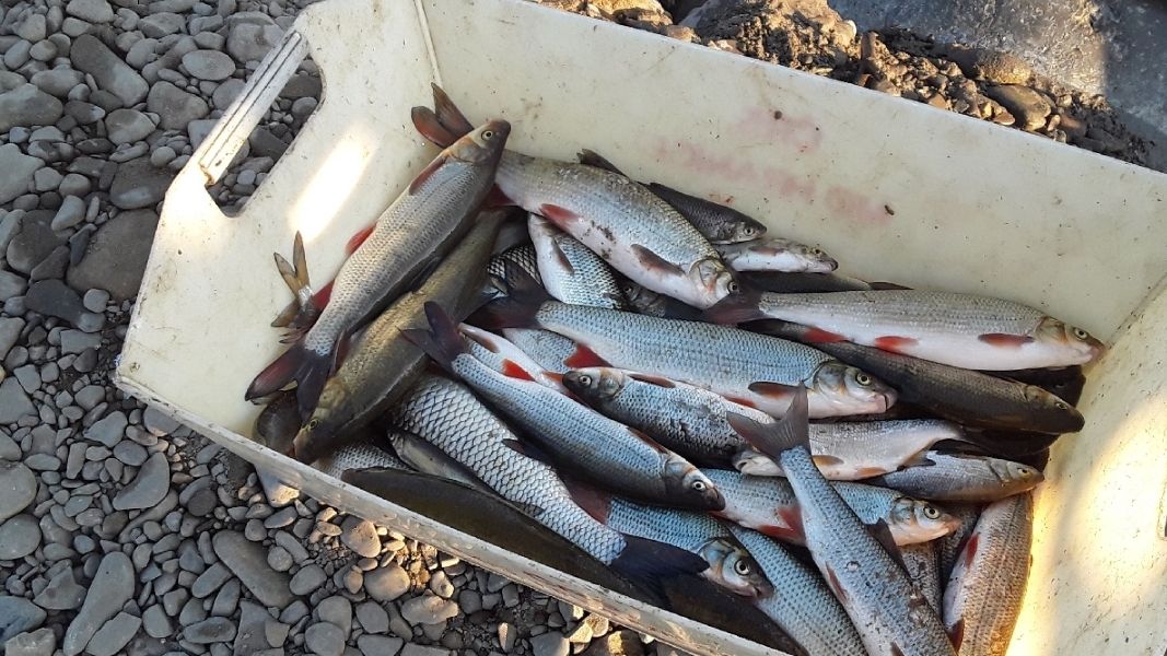 V Bílině uhynuly stovky ryb, asi kvůli čističce v Mostu
