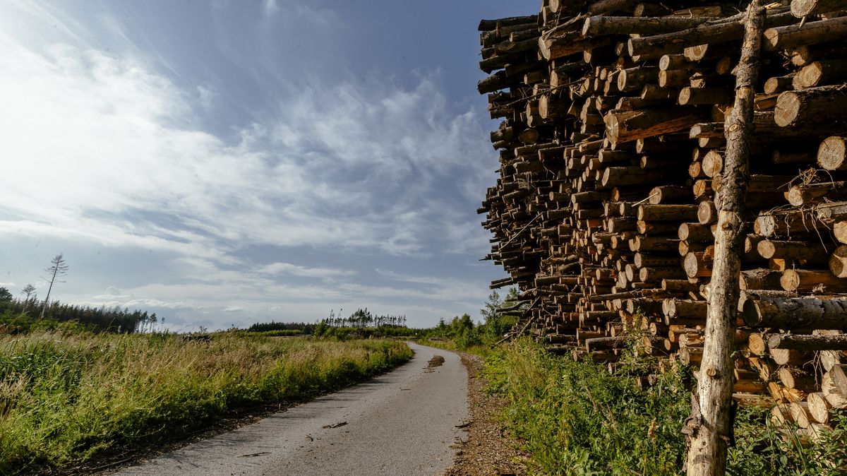 Během války s kůrovcem chystají Lesy ČR sporné přesuny svých „vojsk“