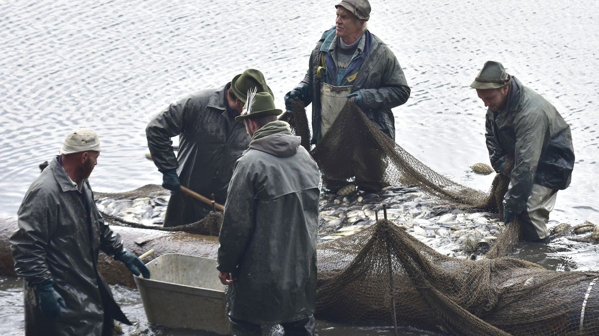 Klatovské rybářství začalo s jarními výlovy, ryby jsou kvalitní