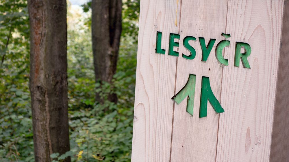Lesy ČR příští rok plánují v Ústeckém kraji obnovu 1650 hektarů lesa