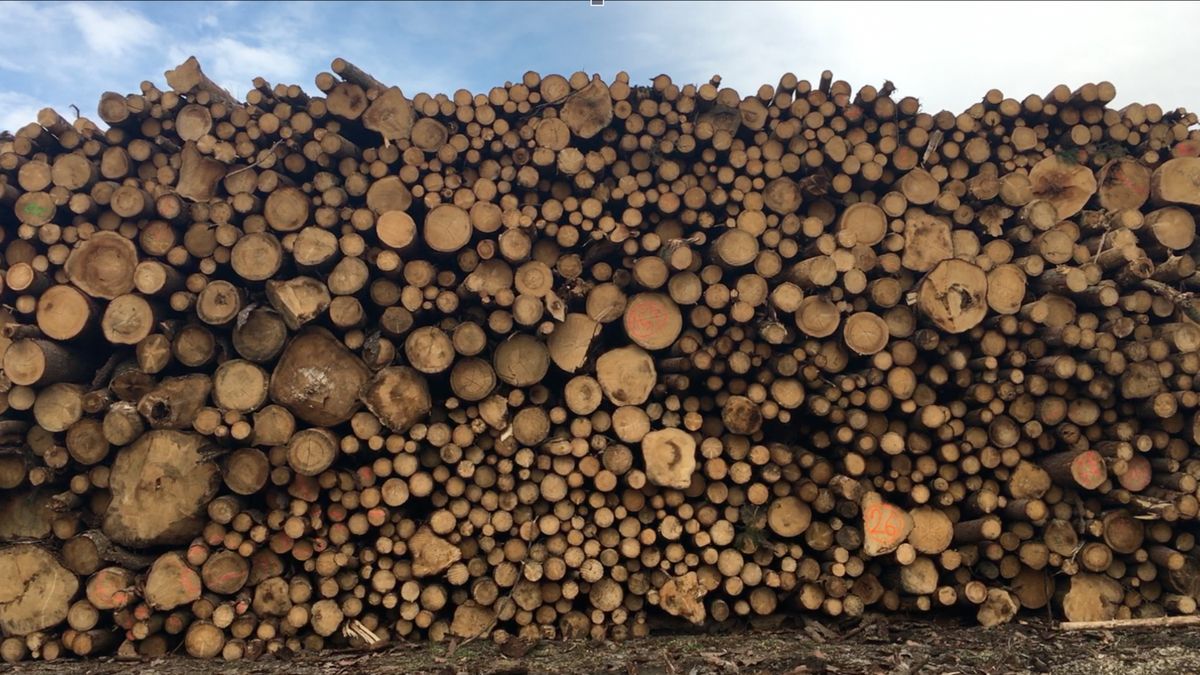 Lidé skupují dřevo, je nejdražší za 20 let