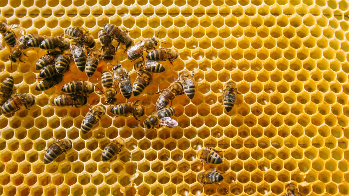 Miliony včel zahynuly během přepravy na Aljašku