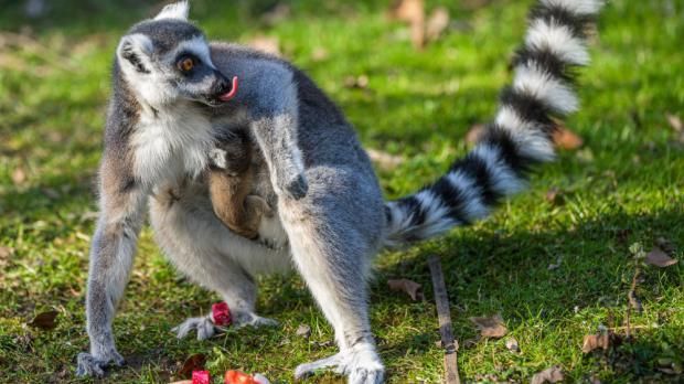 Plodná samice Móni. V pražské zoo se narodila dvojčata lemurů kata