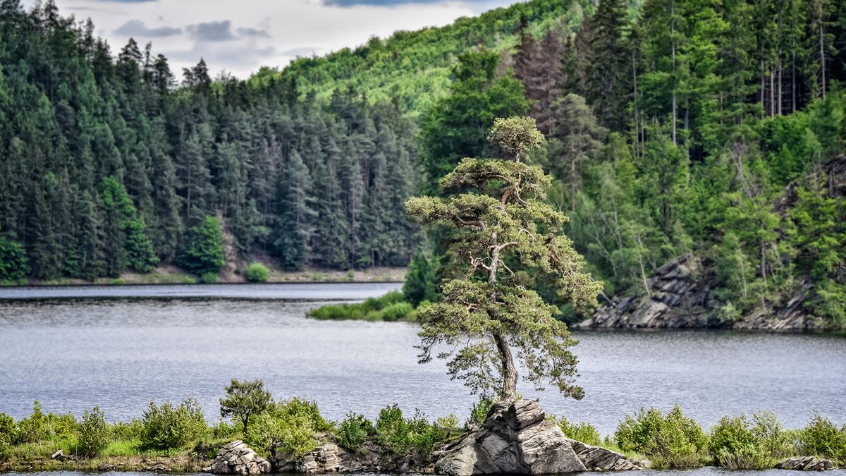 Podívejte se: Evropským stromem roku je Chudobínská borovice od přehrady Vír