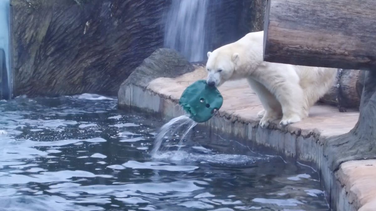 V Almaty uhynul lední medvěd Tom. Pražská zoo požaduje odpovědi
