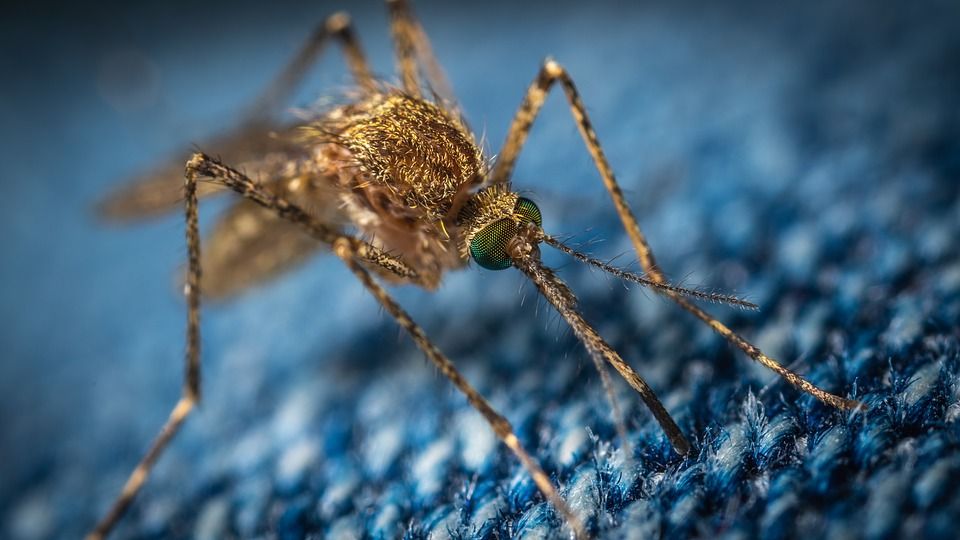 La Croatie cible la dernière menace : les moustiques et leurs tranquilles cousins