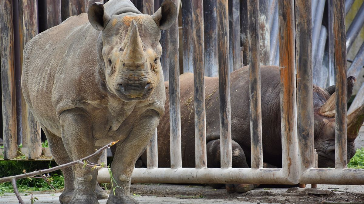 Zoo Dvůr získala na posílení chovu nosorožce z Německa
