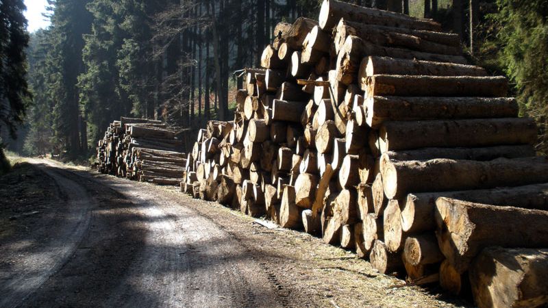 Military Forest Boss: Wood Prices Plummet Post-Covid