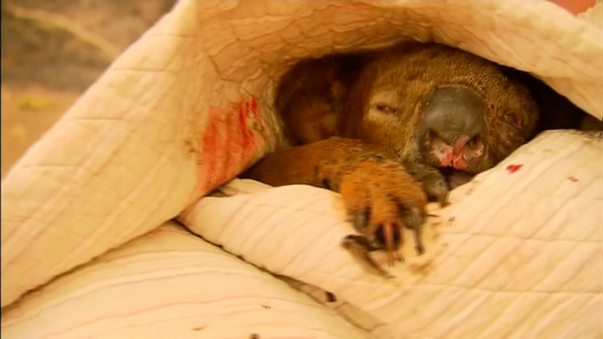 Kamera zachytila Australanku, jak zachraňuje z hořícího lesa koalu