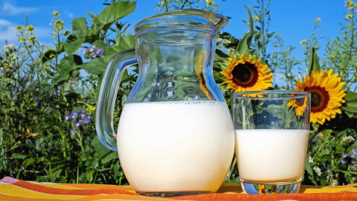 Náhražky mléka decimují americká stáda. Zkrachovala největší mlékárna v USA