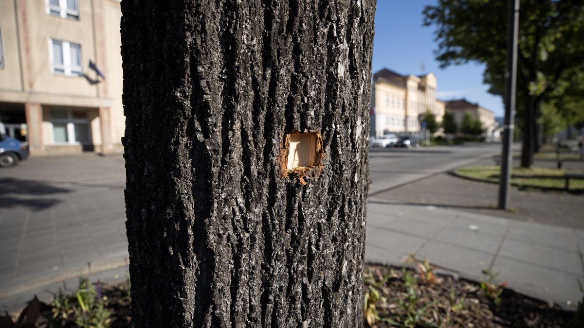 Zbraně nejsou na Slovensku téma, problém vidí experti ve frustraci společnosti