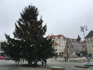 Na Zelném trhu se vánoční strom rozsvítil bez davu lidí v pátek ráno. 