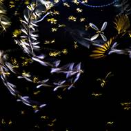 Rojení termitů poblíž benzinové pumpy ve městě Cooch Behar v Indii zachytil na snímku Anirban Dutta.