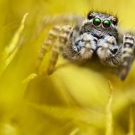 Samice skákajícího pavouka vyfotografovaná na rozžhavených kamenech na švédském ostrově Mjältön. Vyfotil Gustav Parenmark.