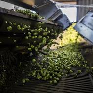 V dlouhém stroji se hlávky separují od zbytku rostliny.