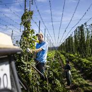 Ruční sběr chmelu je příjemnou, ale náročnou prací. „Už jsem tu druhým rokem, minulý rok jsme se tu sešli v dobré partě, a tak jsme se dohodli, že se tu letos potkáme znovu,“ vypráví student Lukáš.