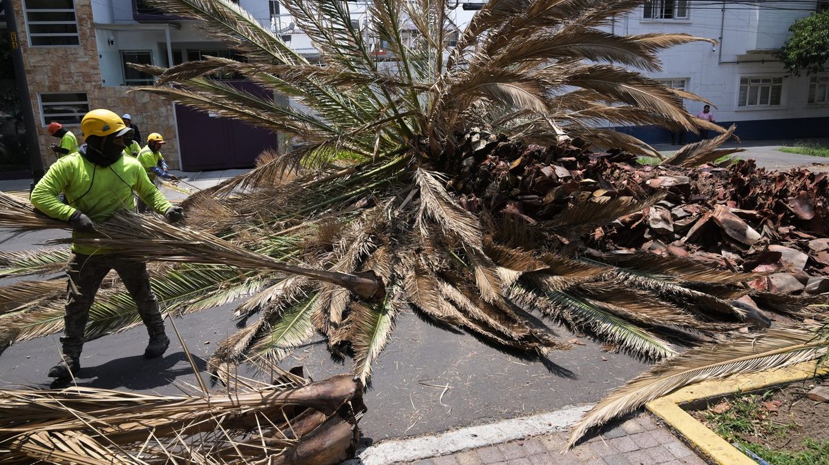 Fotky: Palmy v mexickém hlavním městě padly za oběť klimatické změně