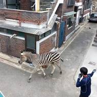 Zebra Sero utekla ze své ohrady v Grand Parku v Soulu a vyrazila do ulic. Vyfoceno 24. března, Jižní Korea. 