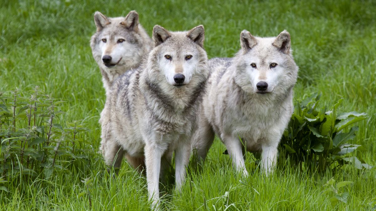 Ministr Výborný navrhl střílení problémových vlků