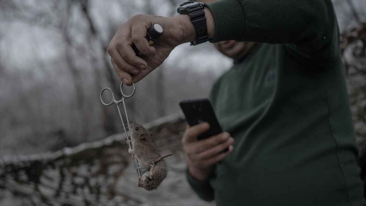 Myši ve spacáku, batohu i kapsách. Vojáci na Ukrajině čelí invazi hlodavců
