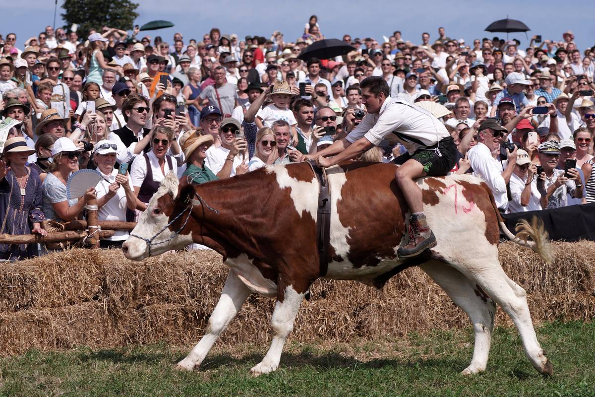 Účastník tradičních bavorských slavností přijíždí na hřbetě vola do cíle závodu, foceno v německém Münsingu 1. září 2024.