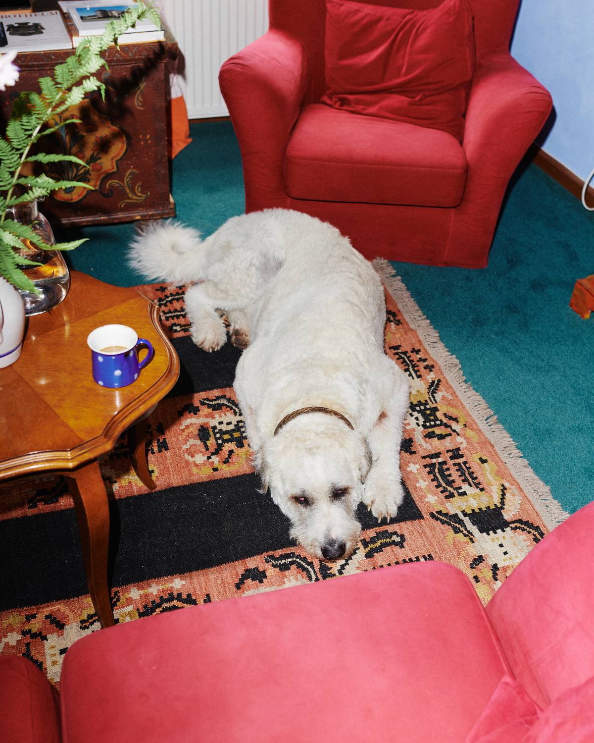 Interiér hraběnčina domu a Sambo.