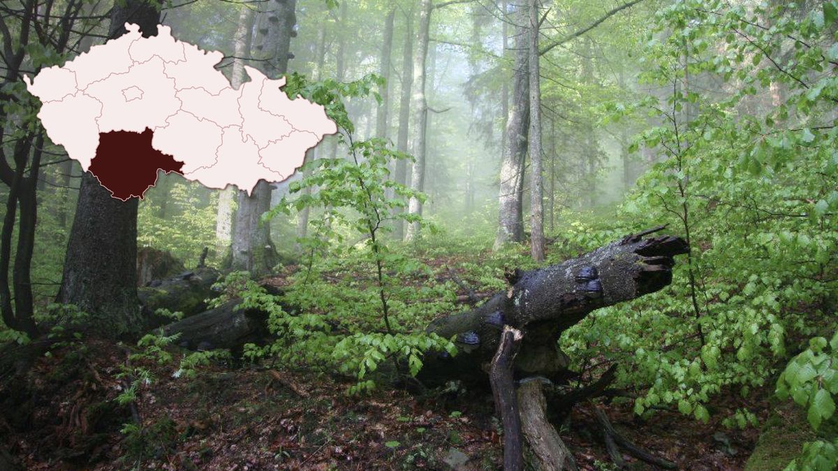 Spor o kácení v Boubínském pralese. Argumentem je kůrovec
