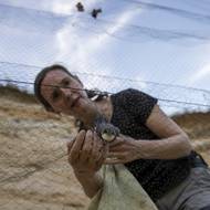 Fotografie břehule říční z pískovny na Karlštejnsku. Snímek vznikl během kroužkování ptáků.