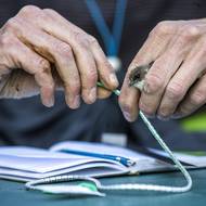 Fotografie břehule říční z pískovny na Karlštejnsku. Snímek vznikl během kroužkování ptáků.