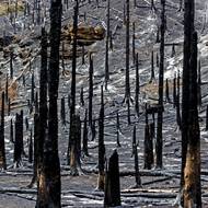 Podle Tomáše Salova se mohou torza stromů zřítit prakticky kdykoli.