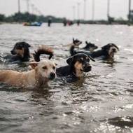 Stoupající voda ohrožuje i potulné psy.