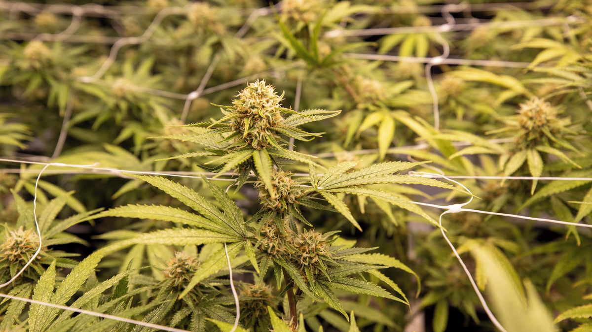 Technické konopí s nelegální příměsí. Děti končí v nemocnici