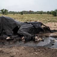 Nad největší zimbabwskou rezervací se konečně stahují bouřková mračna, ale pro více než 110 slonů, kteří uhynuli v důsledku úmorného sucha, přišla změna počasí příliš pozdě. Snímek mrtvého slona v Hwange na severu Zimbabwe vznikl 16. prosince, stejně jako zbylé snímky v této galerii.