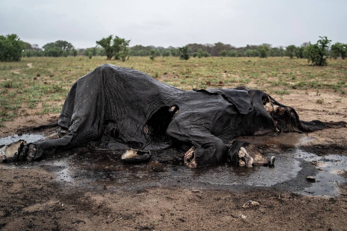Nad největší zimbabwskou rezervací se konečně stahují bouřková mračna, ale pro více než 110 slonů, kteří uhynuli v důsledku úmorného sucha, přišla změna počasí příliš pozdě. Snímek mrtvého slona v Hwange na severu Zimbabwe vznikl 16. prosince, stejně jako zbylé snímky v této galerii.