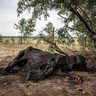 Hon za vodou zavedl slony nebezpečně blízko lidských obydlí na okraji Hwange. Sloni zoufale popíjeli vodu z bazénů v soukromých domech a riskovali pití u napajedel kontaminovaných mrtvými zvířaty.