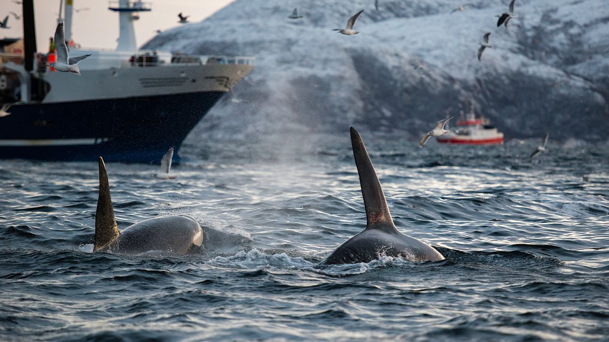 Island opět povolil lov velryb, ochranáři zvířat se bouří
