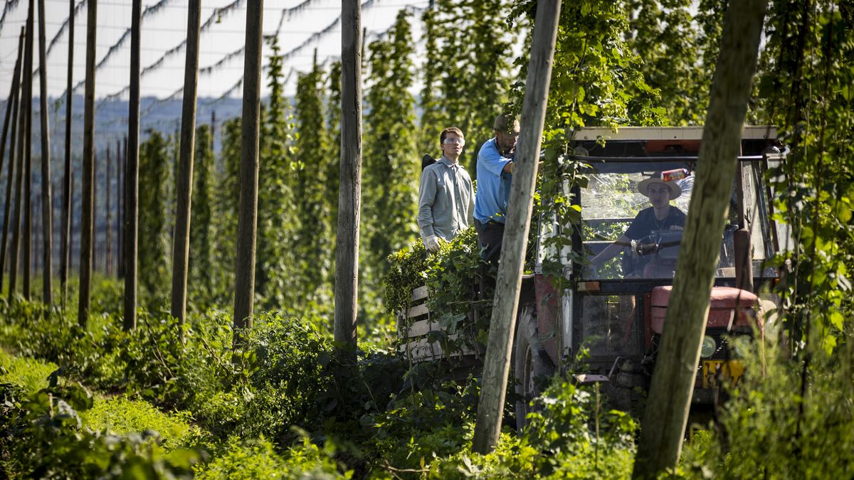 Češi odhalili tajemství plodiny, bez které by nebylo pivo