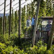 Česači zatím zvládli v průměru během dne sklidit 11 ha chmele. „V tuto chvíli máme sklizeno 210 hektarů úrody,“ popisuje chmelařka Macháčková.