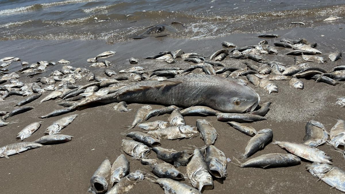 Fotky zmaru: Pláže Texasu pokryla těla desítek tisíc udušených ryb