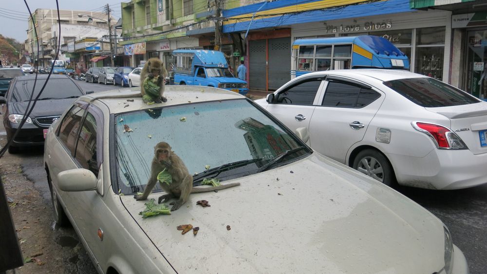 Thajské město plné loupeživých opic zahájilo protiútok