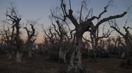 Fotky: Zkáza pro olivovníky. Na jihu Itálie je decimuje bakterie z Ameriky